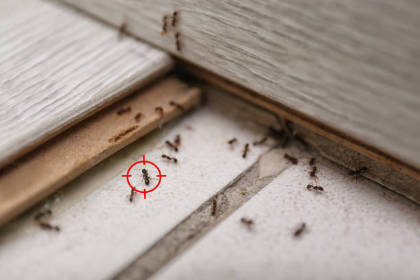 Best Pest Control Near Me  in Round Lake Park, IL