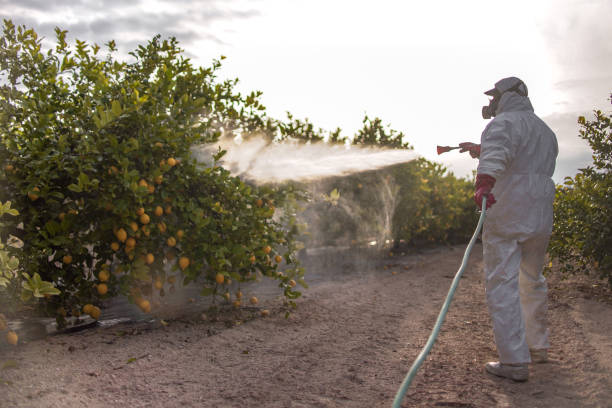Best Affordable Pest Control Services  in Round Lake Park, IL