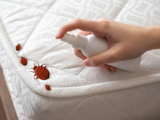 Flea Control Services in Round Lake Park, IL