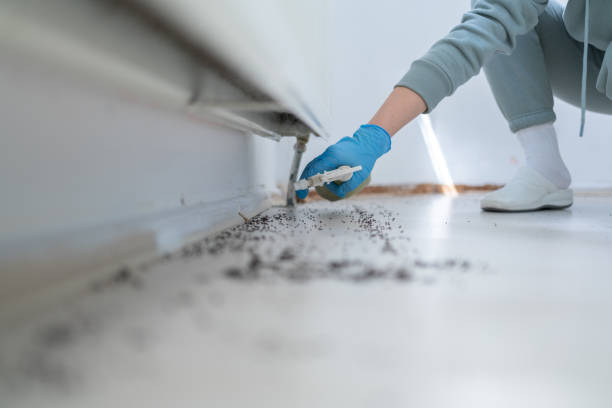 Reliable Round Lake Park, IL Pest Control Solutions